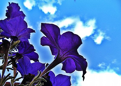 Petunias vs sky