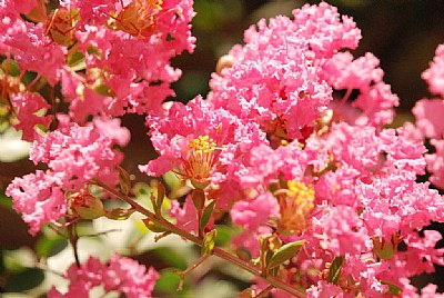 Crepe Myrtle