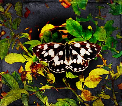Butterfly in oils