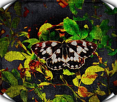 Canvas Butterfly