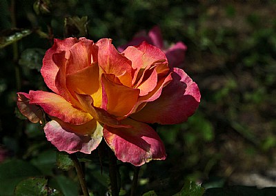 garden rose 1