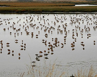 Feeding In The Tide Land