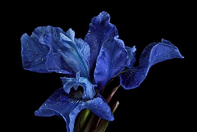 blue iris side