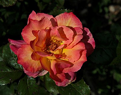  garden rose 2