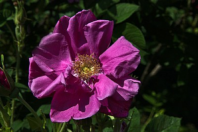  garden rose rugosa