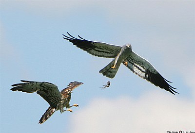 Treats for girlfriend. High aerobatics.