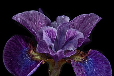 purple iris front