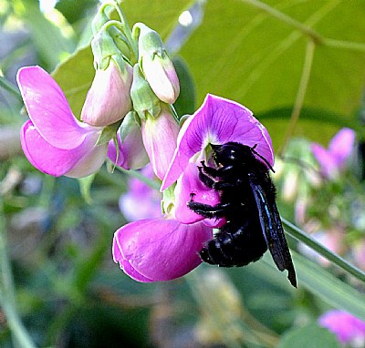 Carpenter Bee