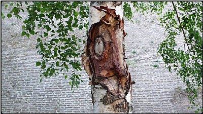 wounded birch tree
