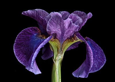 purple iris side