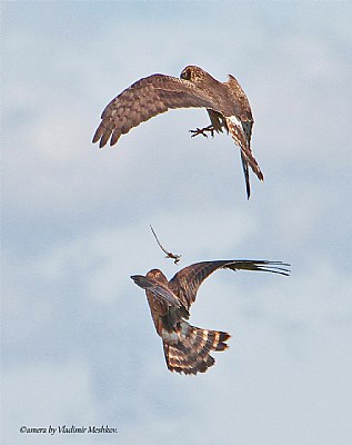 Feeding in the air. High Aerobatics.