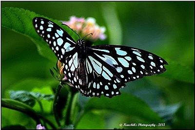 Butterfly -3