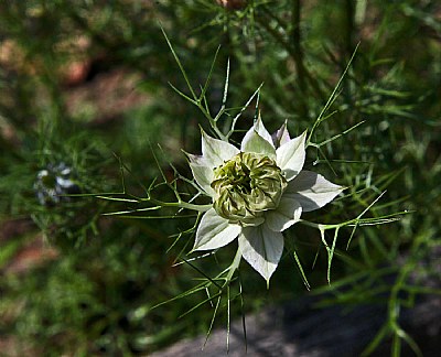 white nigella 