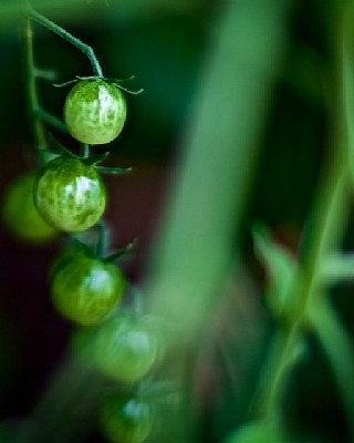 Green Tomatoes