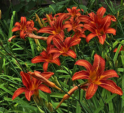  bunch of common day lilies.