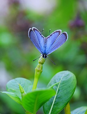 azure butterfly
