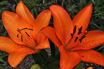 orange lilies and friends