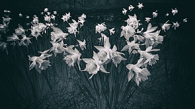 Infrared Daffodils