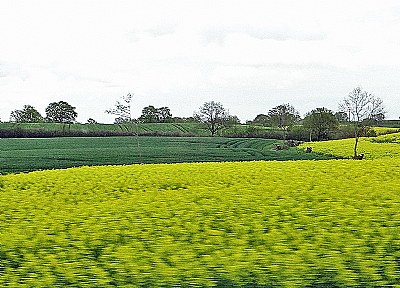 Canola Again