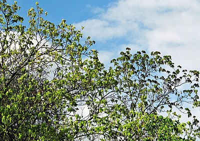 Springtime