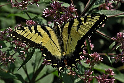  yellow swallowtail and joe pye