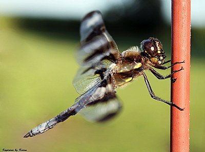 Dragonfly Daze