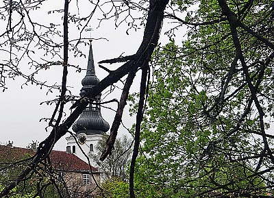 Tower & Trees