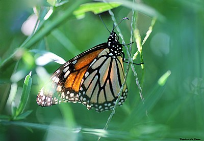 Peaceful Monarch