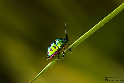 Jewel Bug