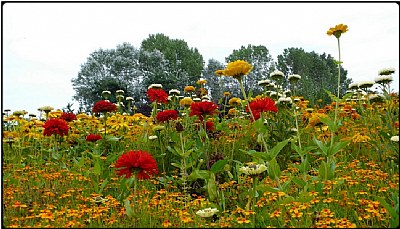 summer meadow