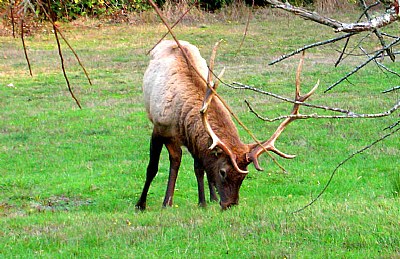 Elk Of Years Past