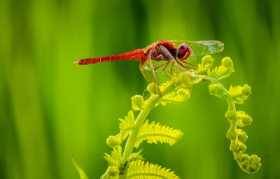 Red on Green