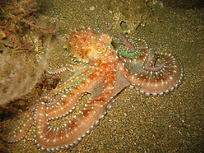 Night octopus / alidona
