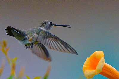 Backyard visitor