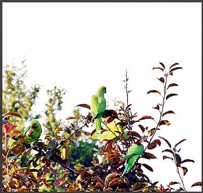 The ISTANBULEAN Green parrots