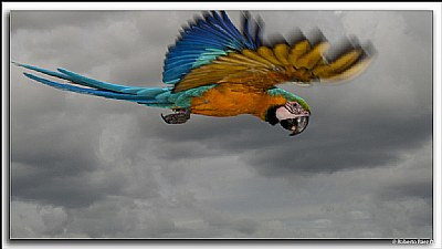 fly parrot