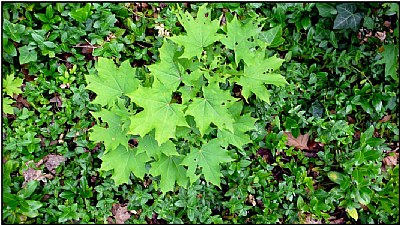 hundred shades of green