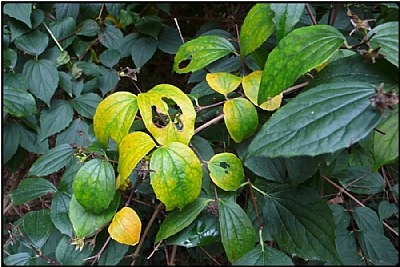 yellow leaves