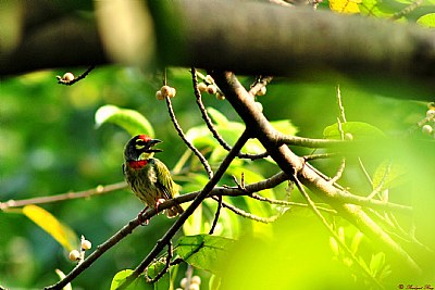 Coppersmith barbet