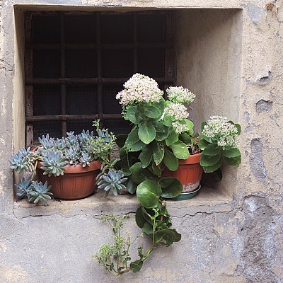 flower window