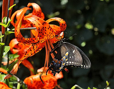 black swallowtail- tiger lily