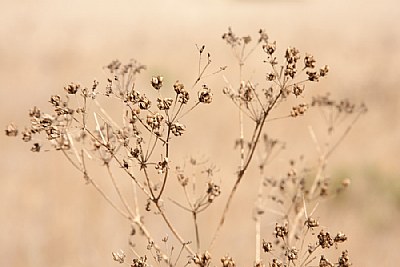 Wild Grass 