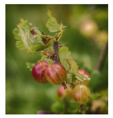 gooseberry