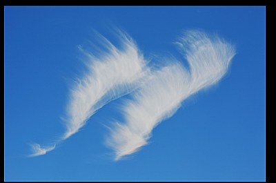 dove on an angel wing...