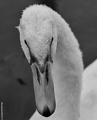 Wet swan