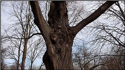 bare oak