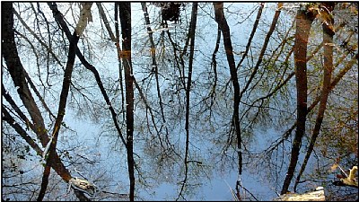 watertrees