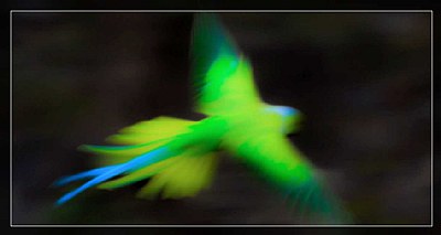 Flying Parakeet