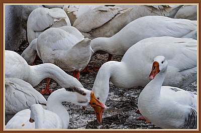 Swans of Nainital