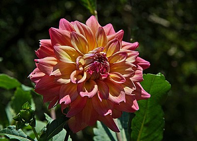 Another new dahlia 